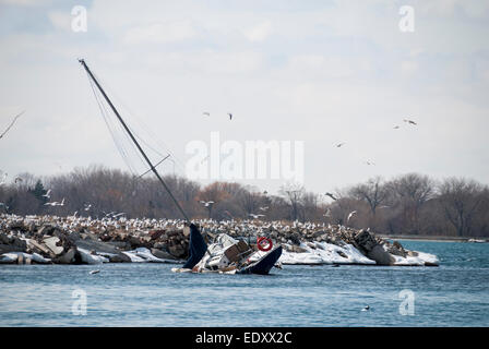 Ein Segelboot für Freizeitaktivitäten strandete auf den Felsen im Lake Ontario, nachdem er seine Anlegestelle verrutschte und auf der Leslie Nehrung in der Nähe des Hafens von Toronto auf Grund lief Stockfoto