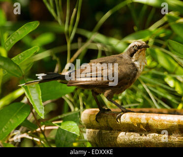 Australische grau gekrönt Schwätzer, Pomatostomus Temporalis, am Rand des Vogelbad an heißen Sommertag vor Hintergrund der üppigen vegetation Stockfoto