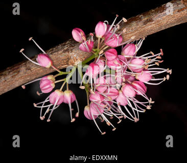 Cluster von leuchtend rosa Blüten der Australian native Korkholz Baum, Melicope Sy Euodia Elleryana vor einem dunklen Hintergrund Stockfoto