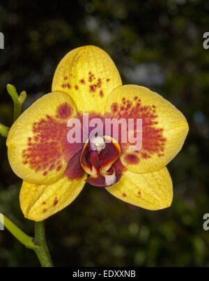 Spektakuläre Blüte der Phalaenopsis / Moth Orchid mit lebhaften gelben Blütenblättern beschmiert mit rot / orange gegen dunkelgrünen Hintergrund Stockfoto