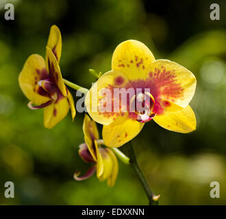 Spektakuläre Blüte der Phalaenopsis / Moth Orchid mit lebhaften gelben Blütenblättern beschmiert mit rot / orange gegen dunkelgrünen Hintergrund Stockfoto