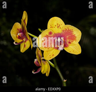 Spektakuläre Blüte der Phalaenopsis / Moth Orchid mit lebhaften gelben Blütenblättern beschmiert mit rot / orange auf schwarzem Hintergrund Stockfoto