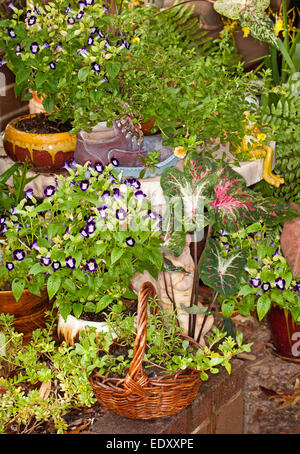Auswahl an bunt blühenden Jahrbücher und Grünpflanzen wachsen in attraktiven und ungewöhnlichen Container Stockfoto