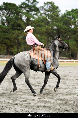 Mann auf einem grauen Pferd an der Messe Scheune und Track in Pinehurst, North Carolina Stockfoto