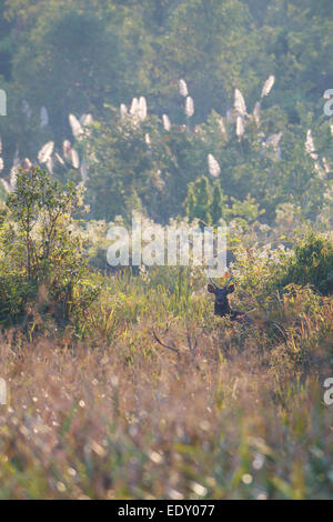 Rusa unicolor, Sambar-Hirsche in Phu Khieo Wildlife Sanctuary, Thailand. Stockfoto