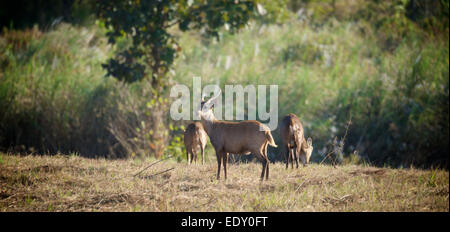 Axis Porcinus, indochinesischen Hog Wild in Phu Khieo Wildlife Sanctuary, Thailand. Stockfoto