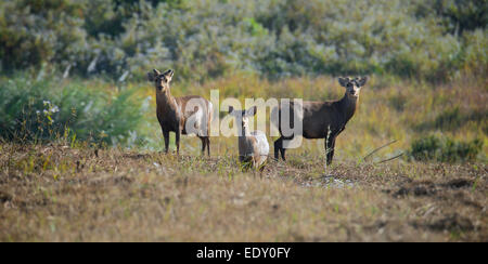 Axis Porcinus, indochinesischen Hog Wild in Phu Khieo Wildlife Sanctuary, Thailand. Stockfoto