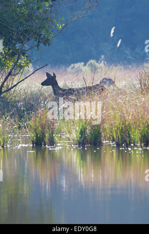 Rusa unicolor, Sambar-Hirsche in Phu Khieo Wildlife Sanctuary, Thailand. Stockfoto