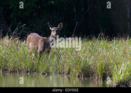 Rusa unicolor, Sambar-Hirsche in Phu Khieo Wildlife Sanctuary, Thailand. Stockfoto