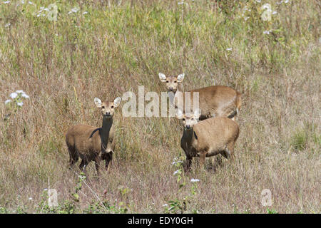 Axis Porcinus, indochinesischen Hog Wild in Phu Khieo Wildlife Sanctuary, Thailand. Stockfoto