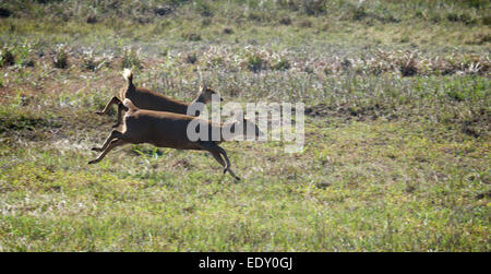 Axis Porcinus, indochinesischen Hog Wild in Phu Khieo Wildlife Sanctuary, Thailand. Stockfoto