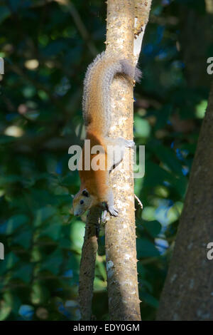 Grau-bellied Eichhörnchen Callosciurus Caniceps. Nam Nao Nationalpark, Thailand. Stockfoto