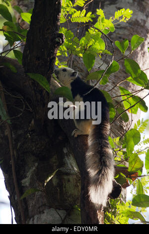 Das Variable Eichhörnchen (Callosciurus Finlaysoni) oder Finlaysons Eichhörnchen ist heimisch in Burma, Thailand, Laos, Kambodscha und Süd V Stockfoto