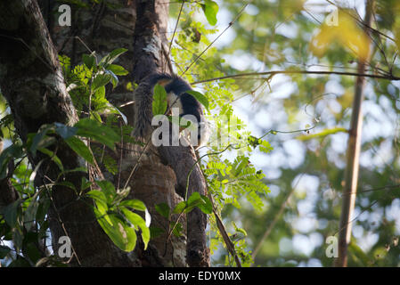 Das Variable Eichhörnchen (Callosciurus Finlaysoni) oder Finlaysons Eichhörnchen ist heimisch in Burma, Thailand, Laos, Kambodscha Stockfoto