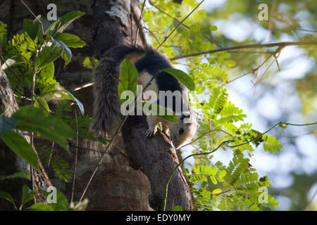 Das Variable Eichhörnchen (Callosciurus Finlaysoni) oder Finlaysons Eichhörnchen ist heimisch in Burma, Thailand, Laos, Kambodscha und Süd V Stockfoto