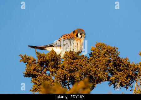 American Kestrel Falco Sparverius Mn Neal, Cochise County, Arizona, USA 9 Januar erwachsenen männlichen Falconidae Stockfoto