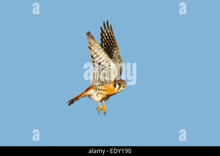 American Kestrel Falco Sparverius Mn Neal, Cochise County, Arizona, Vereinigte Staaten von Amerika 9 Januar erwachsenen männlichen Einnahme Flug. Stockfoto