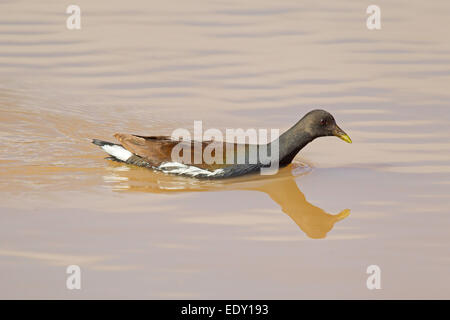 Gemeinsamen Moorhen Gallinula Chloropus Wildwasser zeichnen, Cochise County, Arizona, USA 9 Januar Erwachsene im Winter Pflaume Stockfoto