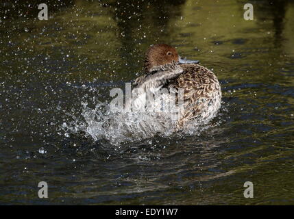 Weibliche Northeren Pintail (Anas Acuta) manischen Baden Aktion Stockfoto