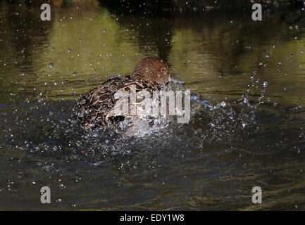 Weibliche Northeren Pintail (Anas Acuta) Aktion Baden Stockfoto