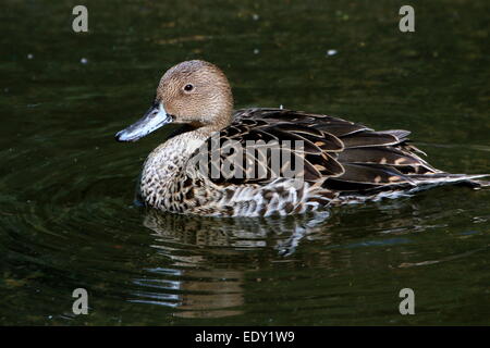 Weibliche Northeren Pintail (Anas Acuta) schwimmen Stockfoto