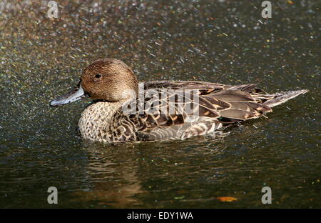 Weibliche Northeren Pintail (Anas Acuta) schwimmen in einem kaleidoskopischen Spray von sonnenbeschienenen Wassertropfen Stockfoto