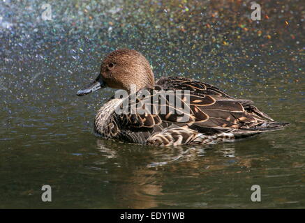 Weibliche Northeren Pintail (Anas Acuta) schwimmen in einem kaleidoskopischen Spray von sonnenbeschienenen Wassertropfen Stockfoto