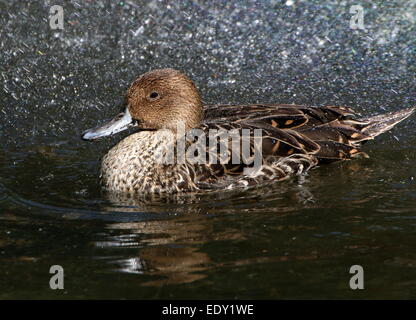 Weibliche Northeren Pintail (Anas Acuta) schwimmen in einem kaleidoskopischen Spray von sonnenbeschienenen Wassertropfen Stockfoto