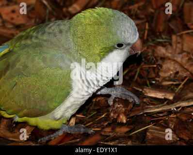 South American Mönch Sittich oder Papagei Quaker (Myiopsitta Monachus) Stockfoto