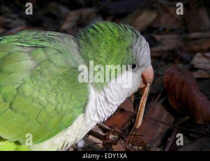 South American Mönch Sittich oder Quäker Papagei (Myiopsitta Monachus) auf dem Boden, Abholung eines Blattes Stockfoto