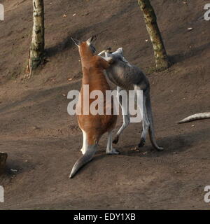 Zwei männliche roten Kängurus (Macropus Rufus) kämpfen im Nahbereich, Tritte und Stanzen Stockfoto