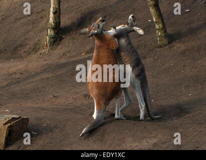 Zwei männliche roten Kängurus (Macropus Rufus) kämpfen im Nahbereich (18 Bilder) Stockfoto