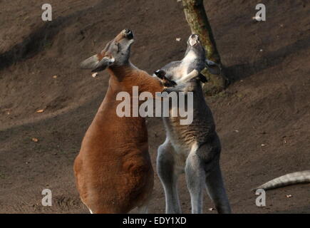 Zwei männliche roten Kängurus (Macropus Rufus) kämpfen im Nahbereich nicht ziehen Schläge Stockfoto