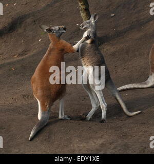 Zwei männliche roten Kängurus (Macropus Rufus) kämpfen im Nahbereich, Stockfoto