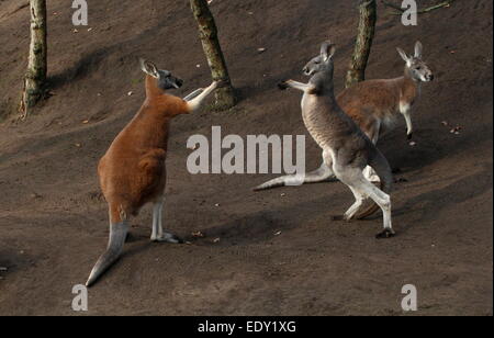 Zwei männliche roten Kängurus (Macropus Rufus) kämpfen im Nahbereich, ein Männchen bereit, kostenlos (18 Bilder in Serie) Stockfoto