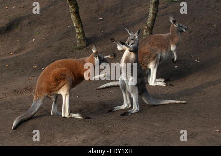 Zwei männliche roten Kängurus (Macropus Rufus) kämpfen im Nahbereich, Boxen und Stanzen Stockfoto