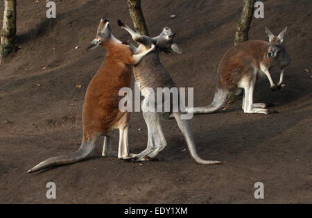 Zwei männliche roten Kängurus (Macropus Rufus) kämpfen im Nahbereich, einem anderen Mann beobachten Stockfoto