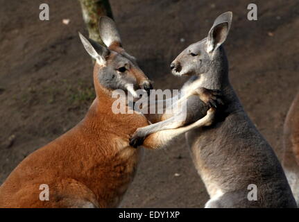 Zwei männliche roten Kängurus (Macropus Rufus) kämpfen im Nahbereich nicht ziehen Schläge Stockfoto