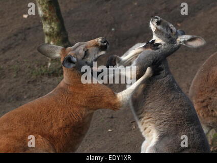 Zwei männliche roten Kängurus (Macropus Rufus) kämpfen bei kurzer Distanz mit ihren Pfoten zu Punsch und box (Serie) Stockfoto