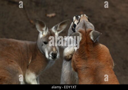 Zwei männliche roten Kängurus (Macropus Rufus) kämpfen im Nahbereich, schlägt nicht ziehen, einen anderen Mann als Zuschauer Stockfoto