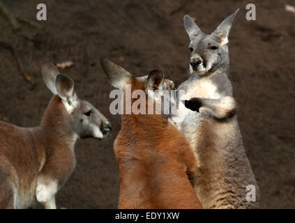 Zwei männliche roten Kängurus (Macropus Rufus) kämpfen im Nahbereich, Boxen und Stanzen Stockfoto