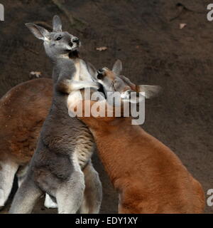 Zwei männliche roten Kängurus (Macropus Rufus) kämpfen und Boxen im Nahbereich nicht ziehen Schläge Stockfoto