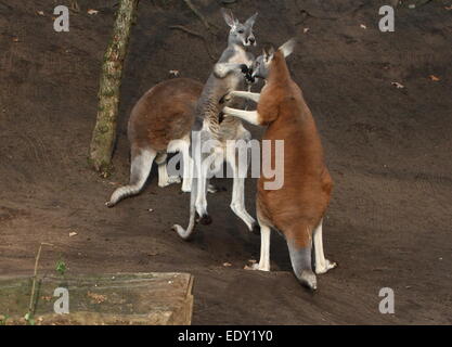 Zwei männliche roten Kängurus (Macropus Rufus) kämpfen im Nahbereich nicht ziehen Schläge Stockfoto