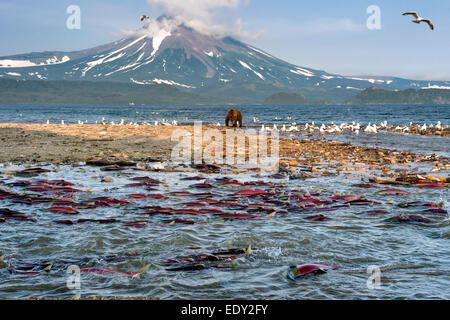 Sockeye Lachs laichen, Sewernaja Fluss, Kurilen-See, Ilinsky Vulkan im Hintergrund. Stockfoto