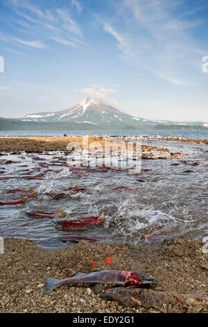 Sockeye Lachs laichen, Kurilen See Ilinsky Vulkan im Hintergrund Stockfoto