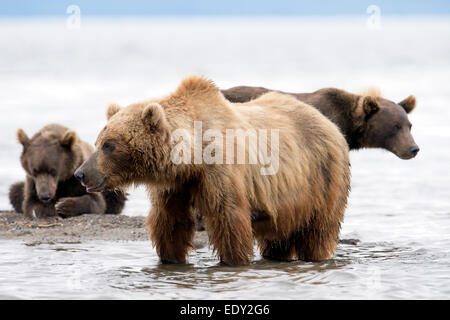 Braunbären Fischerei auf Lachs, Stockfoto