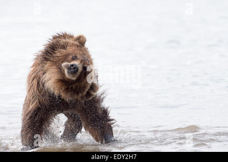 Brauner Bär schüttelt ihr Fell trocken, beim Angeln auf Lachs Stockfoto