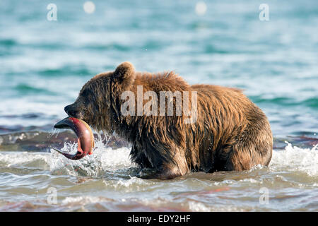 Ein Braunbär fängt einen Lachs während der Lachs laufen Stockfoto