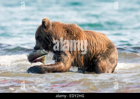 Ein Braunbär fängt einen Lachs während der Lachs laufen Stockfoto