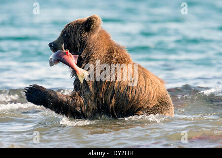 Ein Braunbär fängt einen Lachs während der Lachs laufen Stockfoto